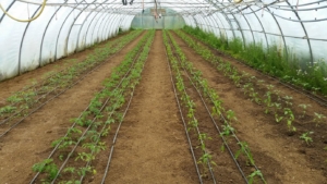 Tunnel mit frisch eingepflanzten Tomaten und Peperoni.